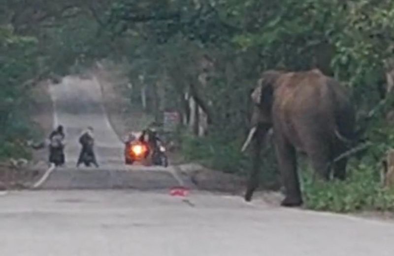 कलेसर नेशनल पार्क का जंगली हाथी मस्ती में हाईवे पर उतरा, 20 मिनट तक थमा रहा ट्रैफिक - dainiktribuneonline.com