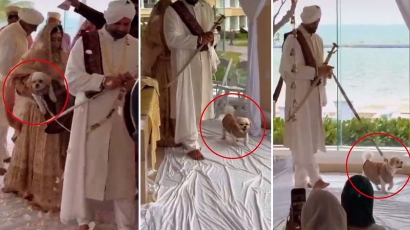 आनंद कारज में दूल्हा-दुल्हन के साथ कुत्ते ने भी लगाए फेरे? वायरल वीडियो पर छिड़ी बहस - dainiktribuneonline.com