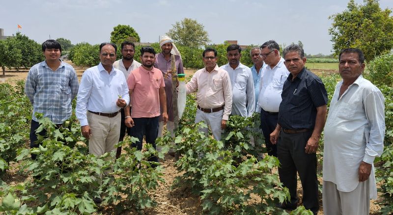 Cotton Cultivation: कपास में गुलाबी सुंडी पर असरदार साबित हो रहे फेरोमोन ट्रैप, किसानों को दिए कीट प्रबंधन के टिप्स - dainiktribuneonline.com