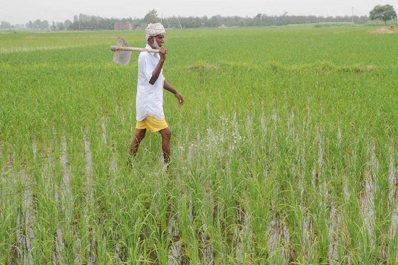 खराब पौधा बेचा तो देना होगा दोगुना मुआवजा, हरियाणा में नर्सरियों पर पहली बार सख्त नियम लागू - dainiktribuneonline.com